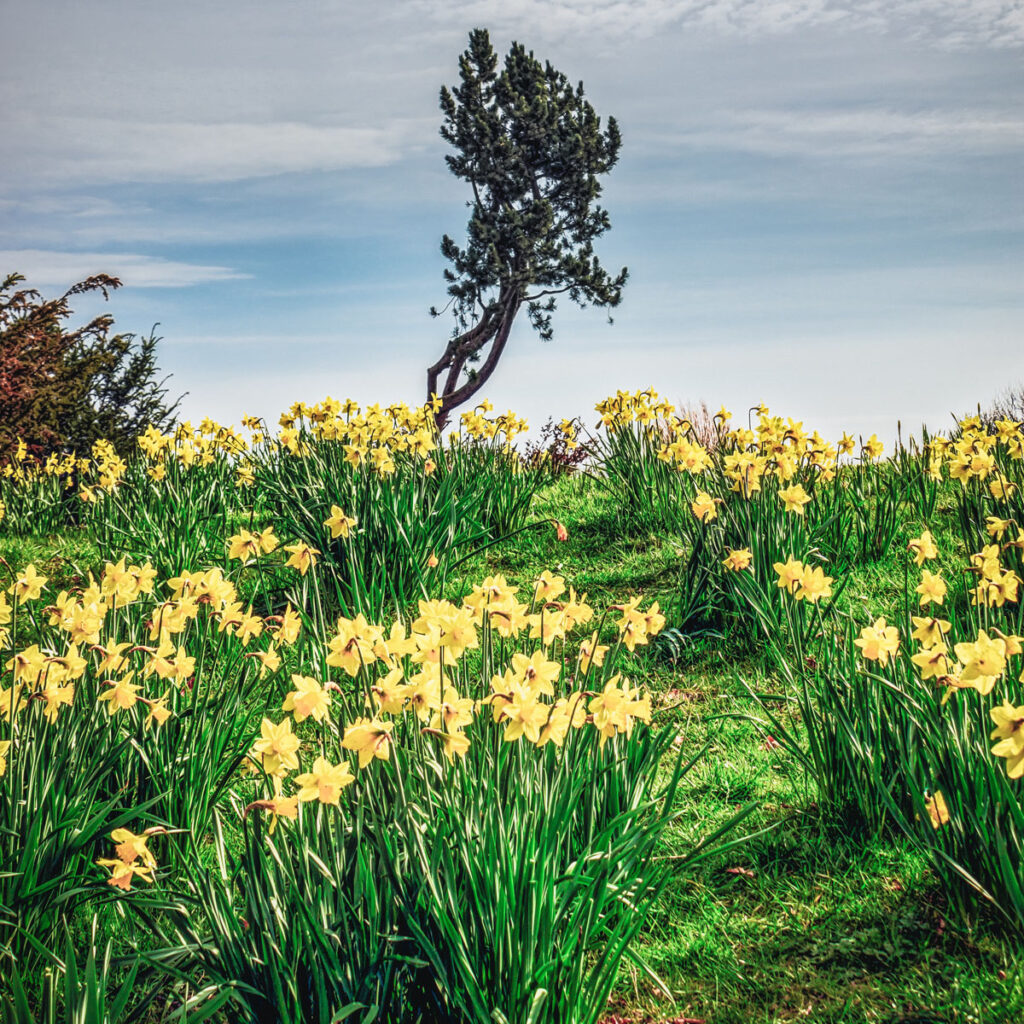 The Daffodil Principle Exeter Cathedral