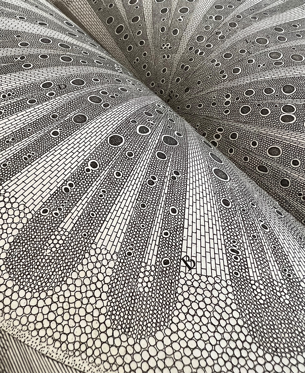 The Anatomy of Plants Nehemiah Grew (16411712) Exeter Cathedral