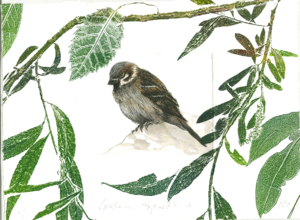 Sparrow painting by Lynn Bailey 
