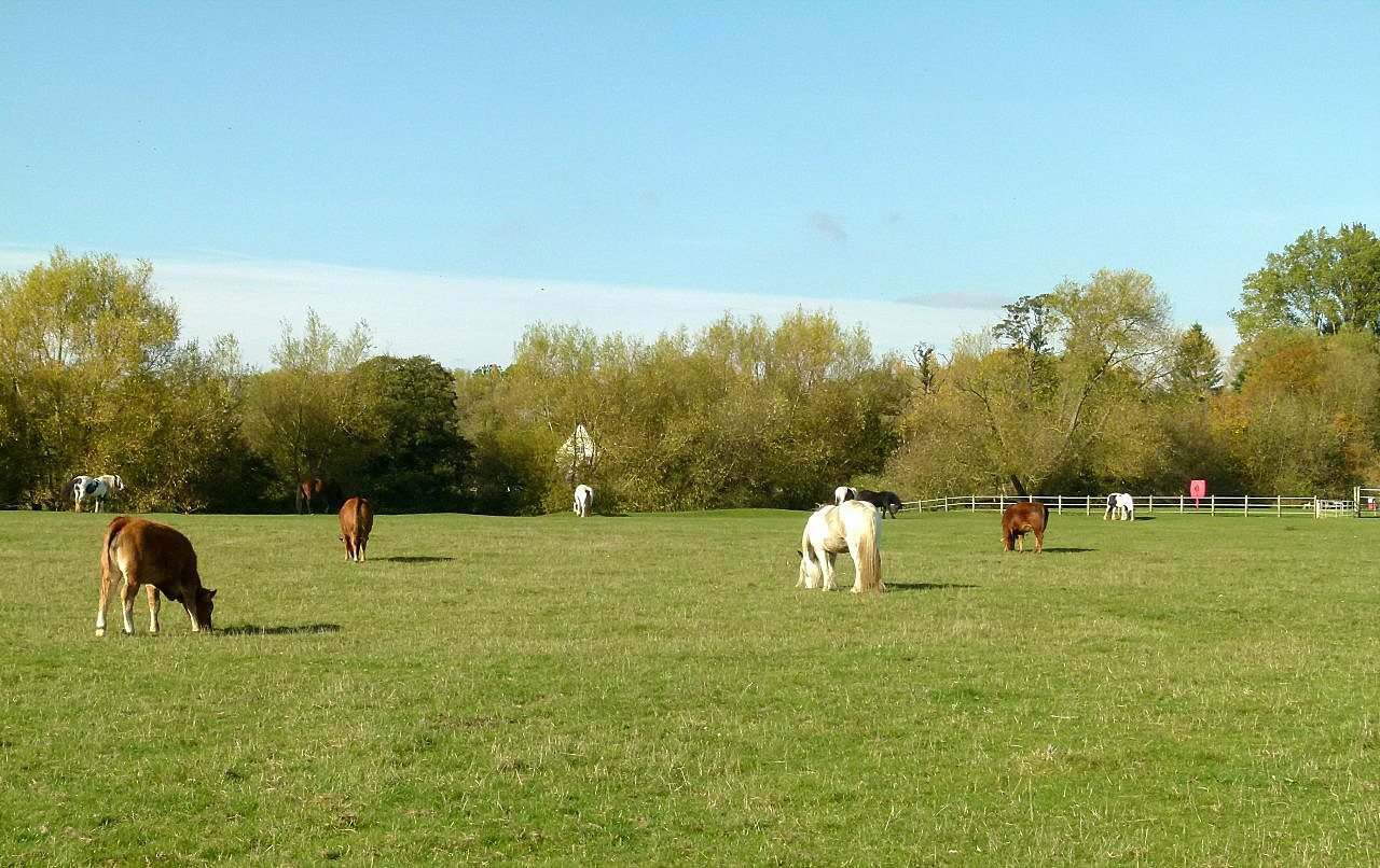 Cattle_grazing_on_Port_Meadow_-_geograph.org