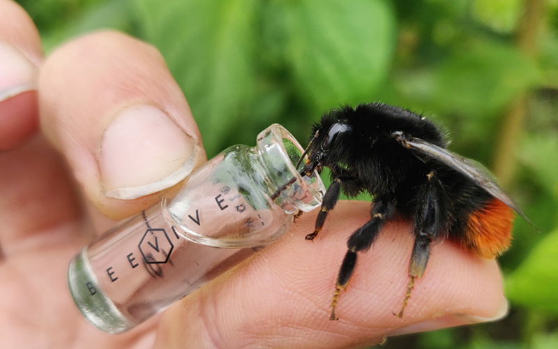 Red tailed Bumblebee web